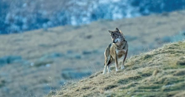 Loups: des associations attaquent l'arrt facilitant leur destruction